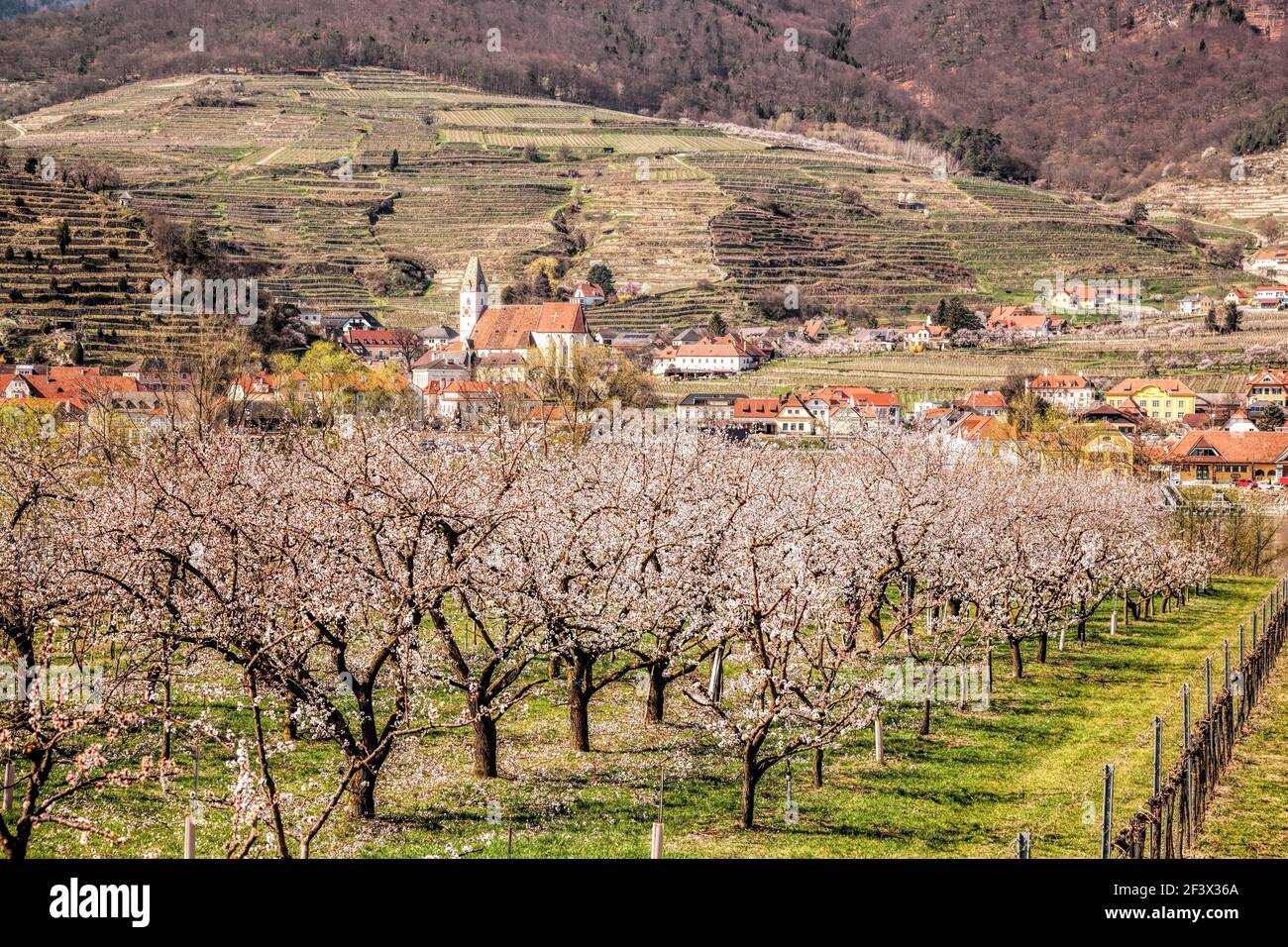 Aprikosengarten gegen Kirche im Dorf Spitz in Wachau, Österreich Stockfoto