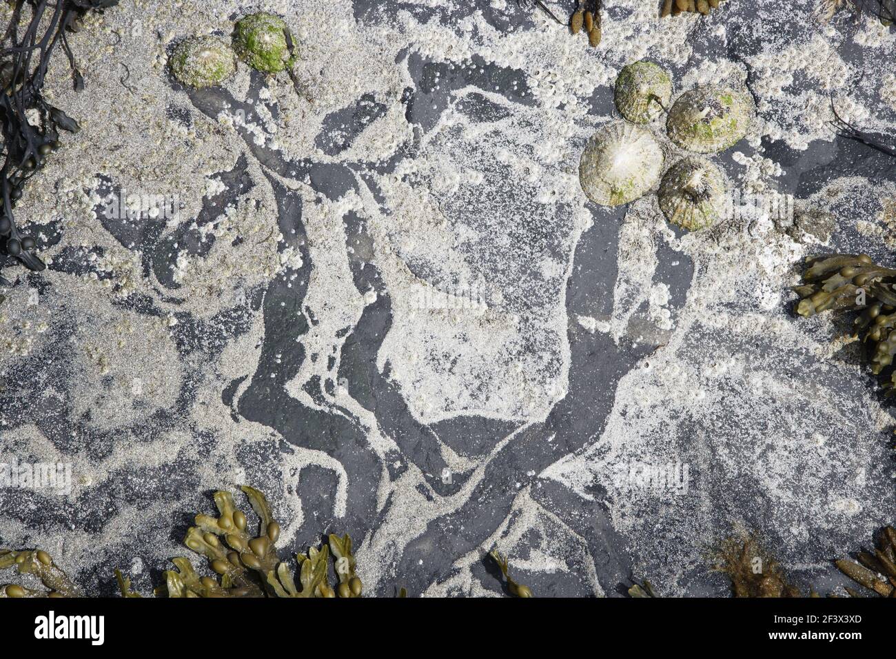 Gewöhnliche Limpets - zeigt Futterwege auf Felsen bei niedriger BlattPatella vulgata Barray, Orkney IN000911 Stockfoto