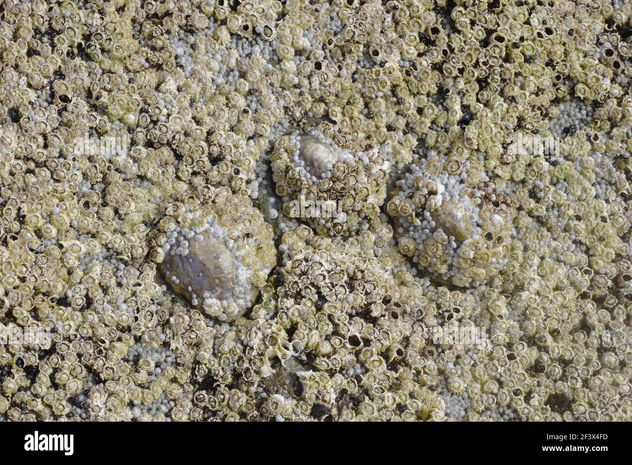 Acorn-Seepocken und Common Limpet bei niedriger TideSemibalanus balanoides ausgesetzt & Patella vulgata Brough Head Orkney Mainland IN000921 Stockfoto