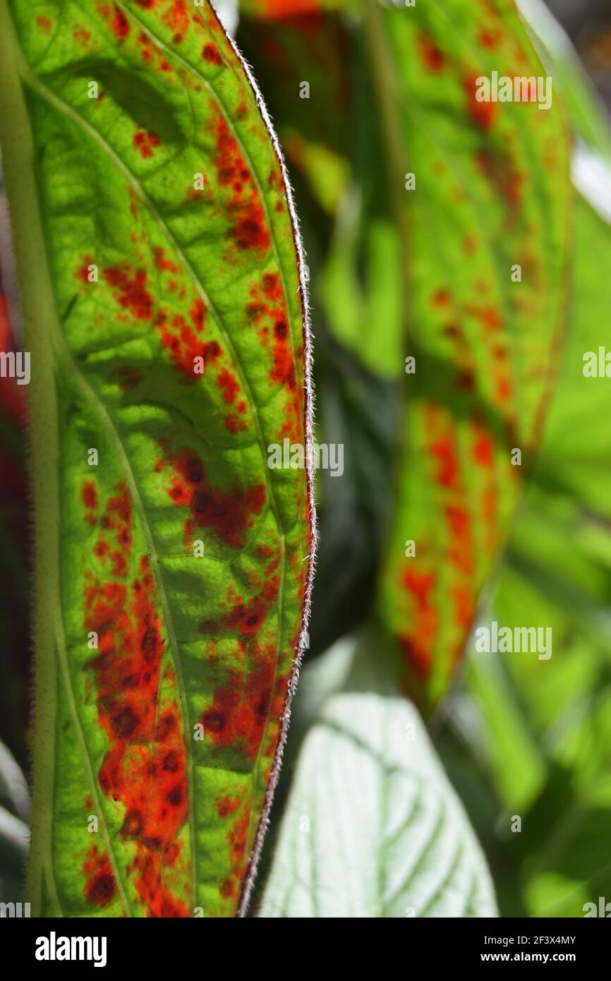 Grüne und Russet Blätter Stockfoto