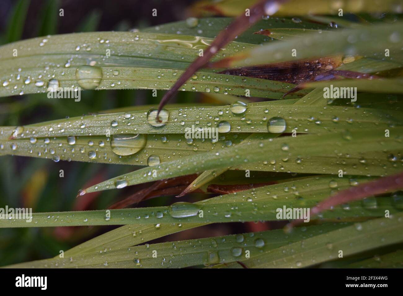 Regenwasser auf langen Blättern Stockfoto