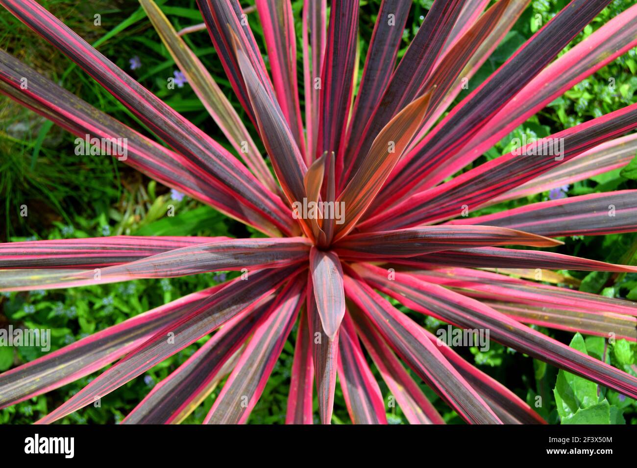 Blätter der roten Palme von oben Stockfoto