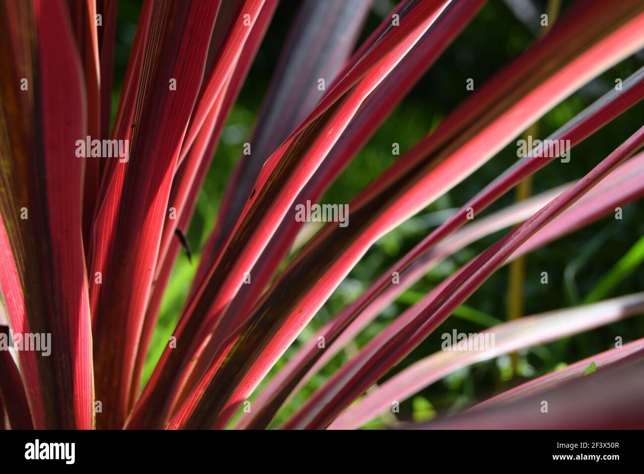 Blätter der roten Handfläche #1 Stockfoto