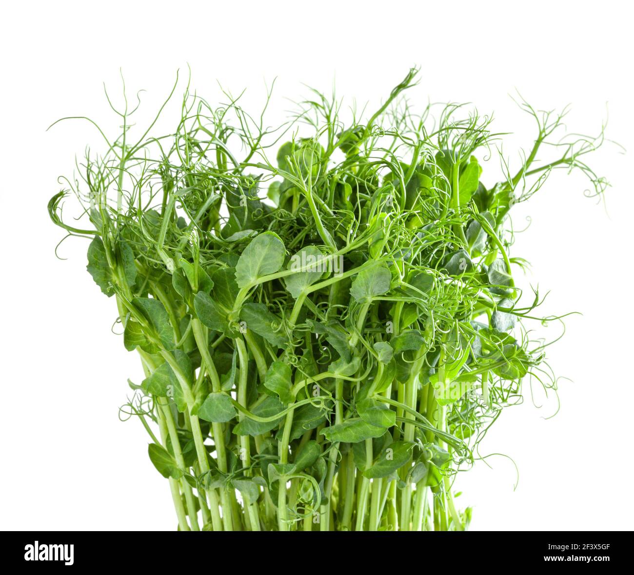 Frische Microgreens der Erbse isoliert auf weißem Hintergrund Stockfoto