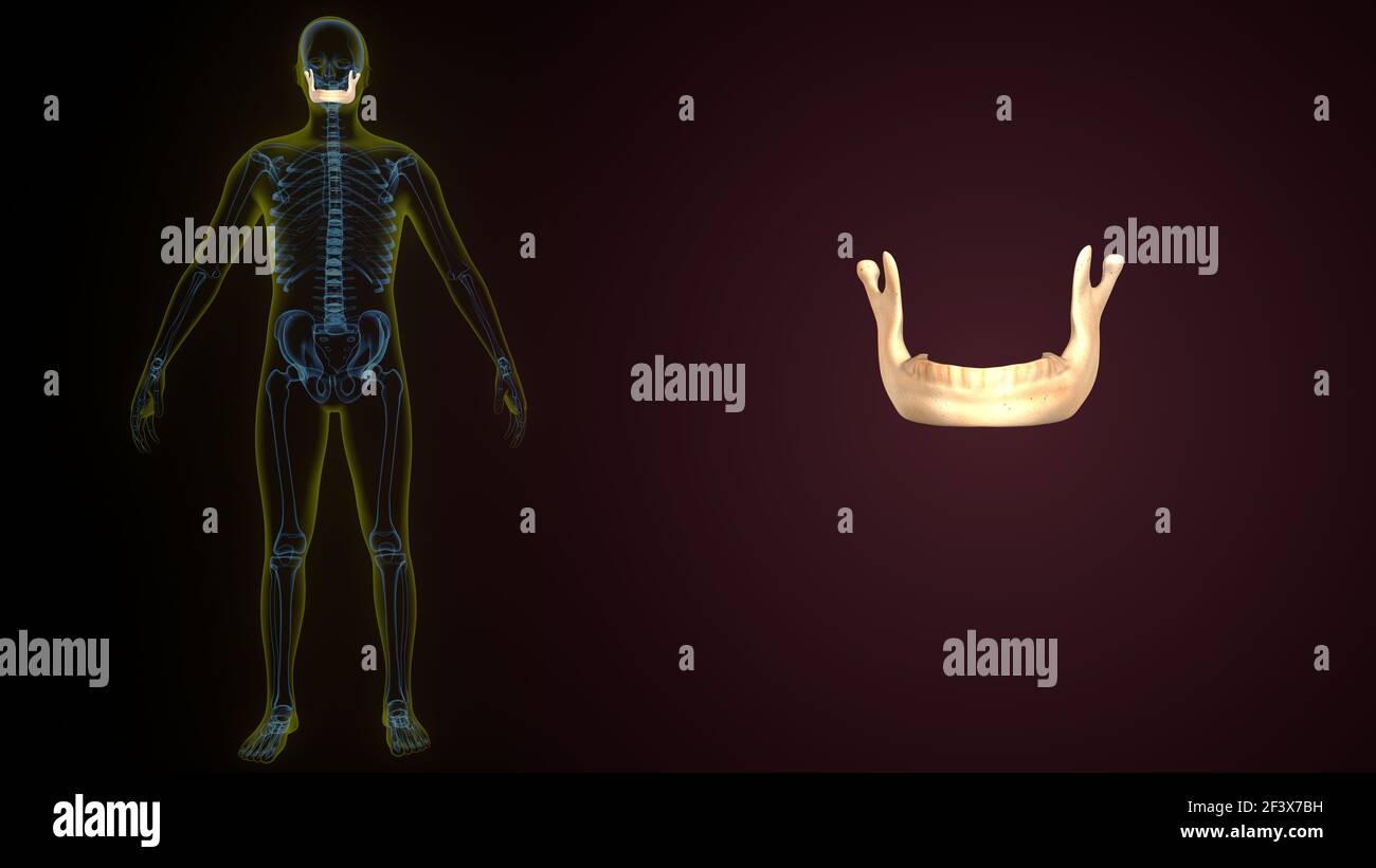 3D Illustration der menschlichen Skelett Schädel Unterkieferknochen Anatomie. Stockfoto