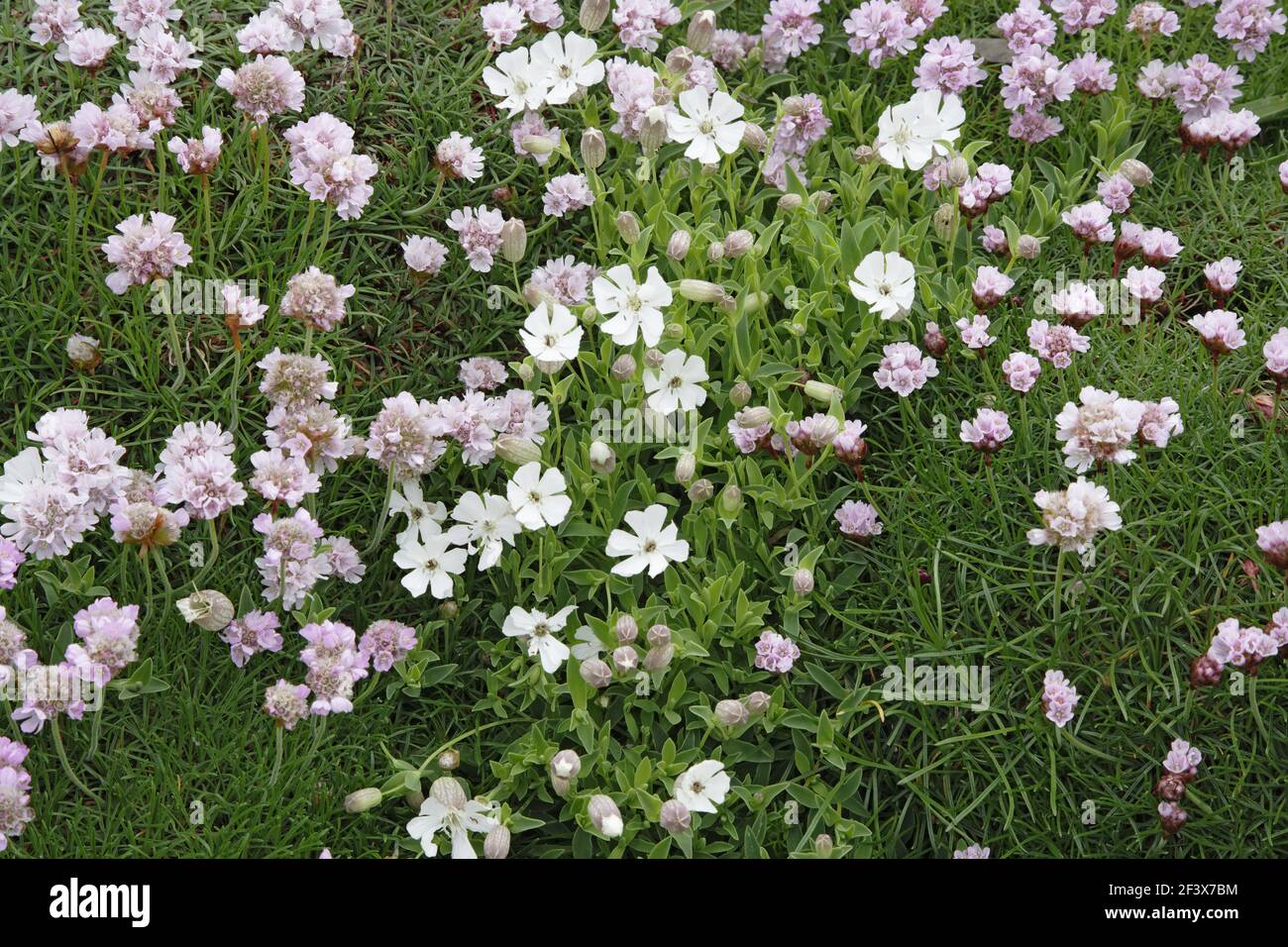 Sea Campion wächst unter der Sparsamkeit auf der Meeresklippe Silene maritima & Armeria maritima Orkney Islands, UK PL002042 Stockfoto