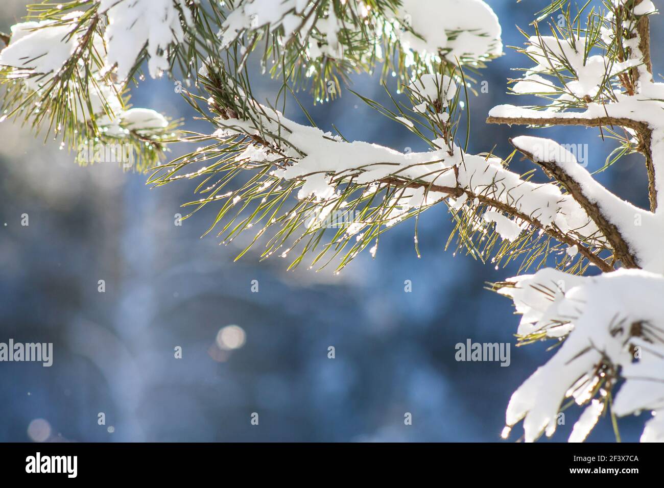 Nahaufnahme eines Kiefernzweiges mit schmelzendem Schnee mit Kopierraum. Ende des Winters, Anfang Frühling Konzept. Stockfoto