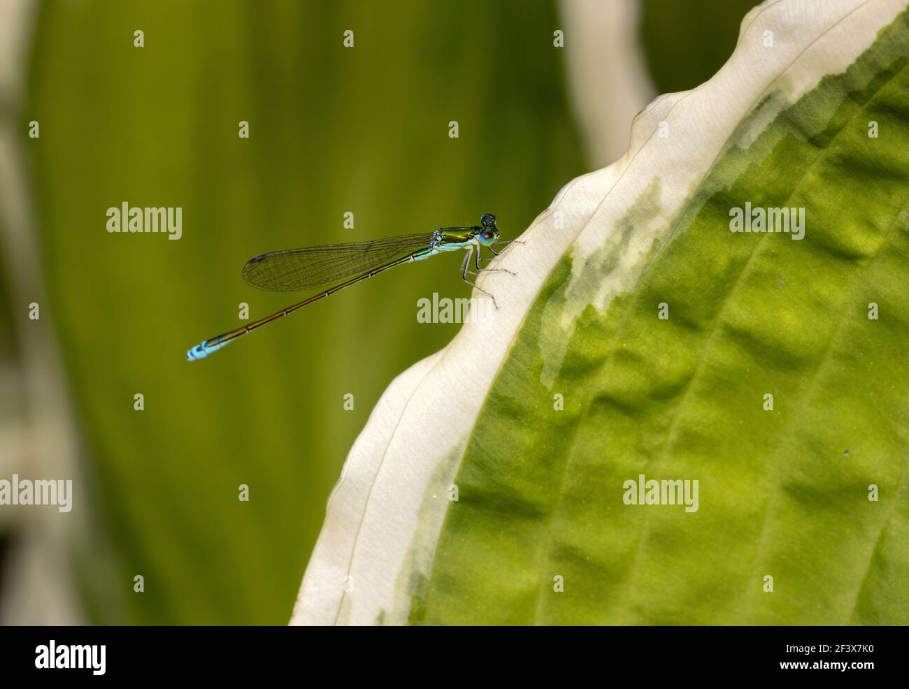 Sedge Sprite - Nehalennia irene 21st. Juni 2020 Brandon, South Dakota Stockfoto