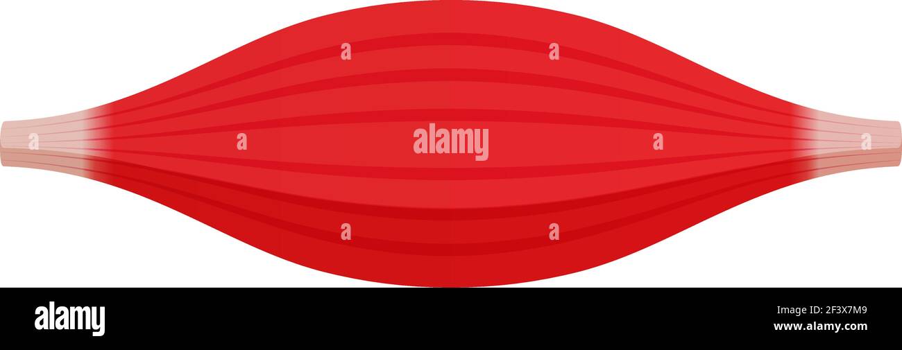 Gesunde Muskel Vektor Illustration ( rote Muskel ) Stock Vektor