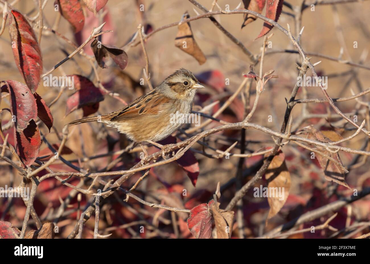 Sumpf Sparrow 10th. Oktober 2020 in der Nähe von Corson, South Dakota Stockfoto
