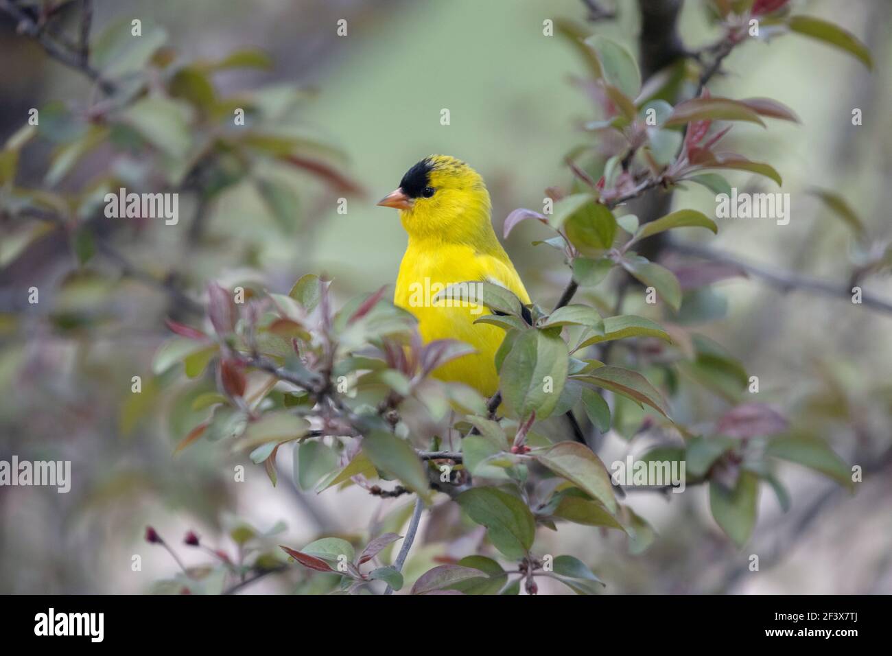 American Goldfinch 6th. Mai 2020 Brandon, South Dakota Stockfoto