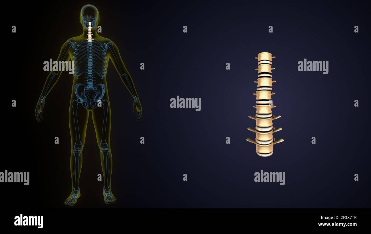 3 Illustration der Anatomie des menschlichen Skeletts Wirbelsäule Halswirbel. Stockfoto