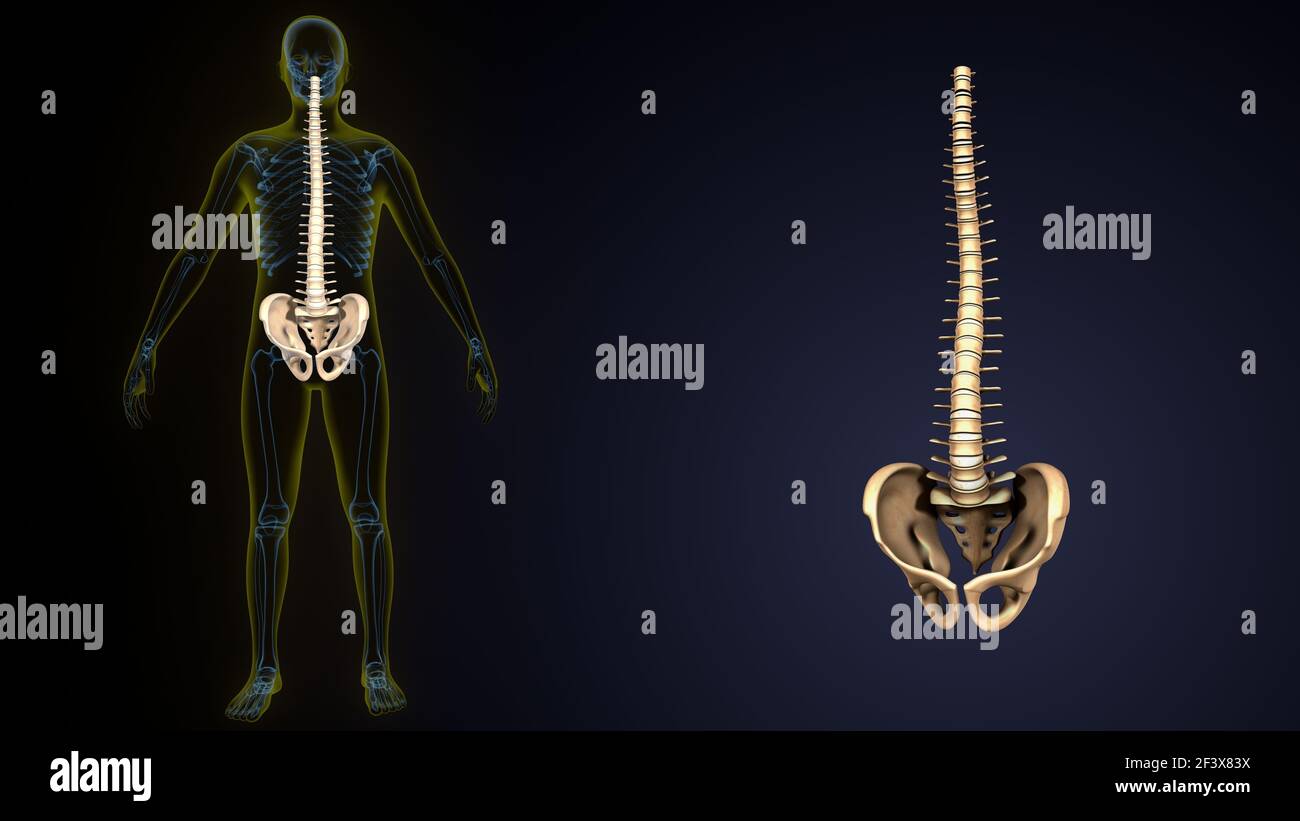 3D Illustration der Wirbelsäule und Hüftknochen Anatomie des menschlichen Körpers Stockfoto