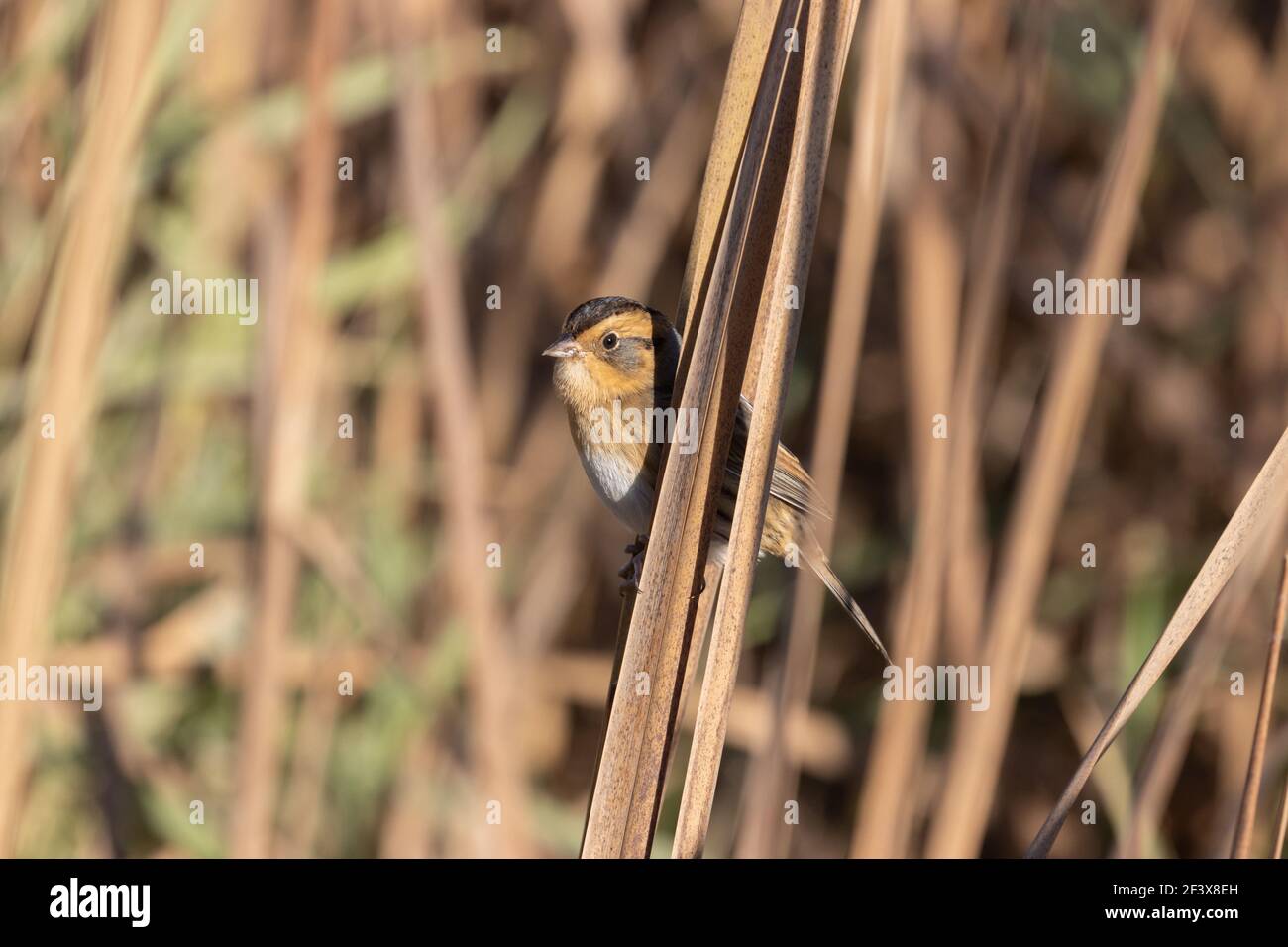 Nelson's Sparrow 10th. Oktober 2020 in der Nähe von Corson, South Dakota Stockfoto