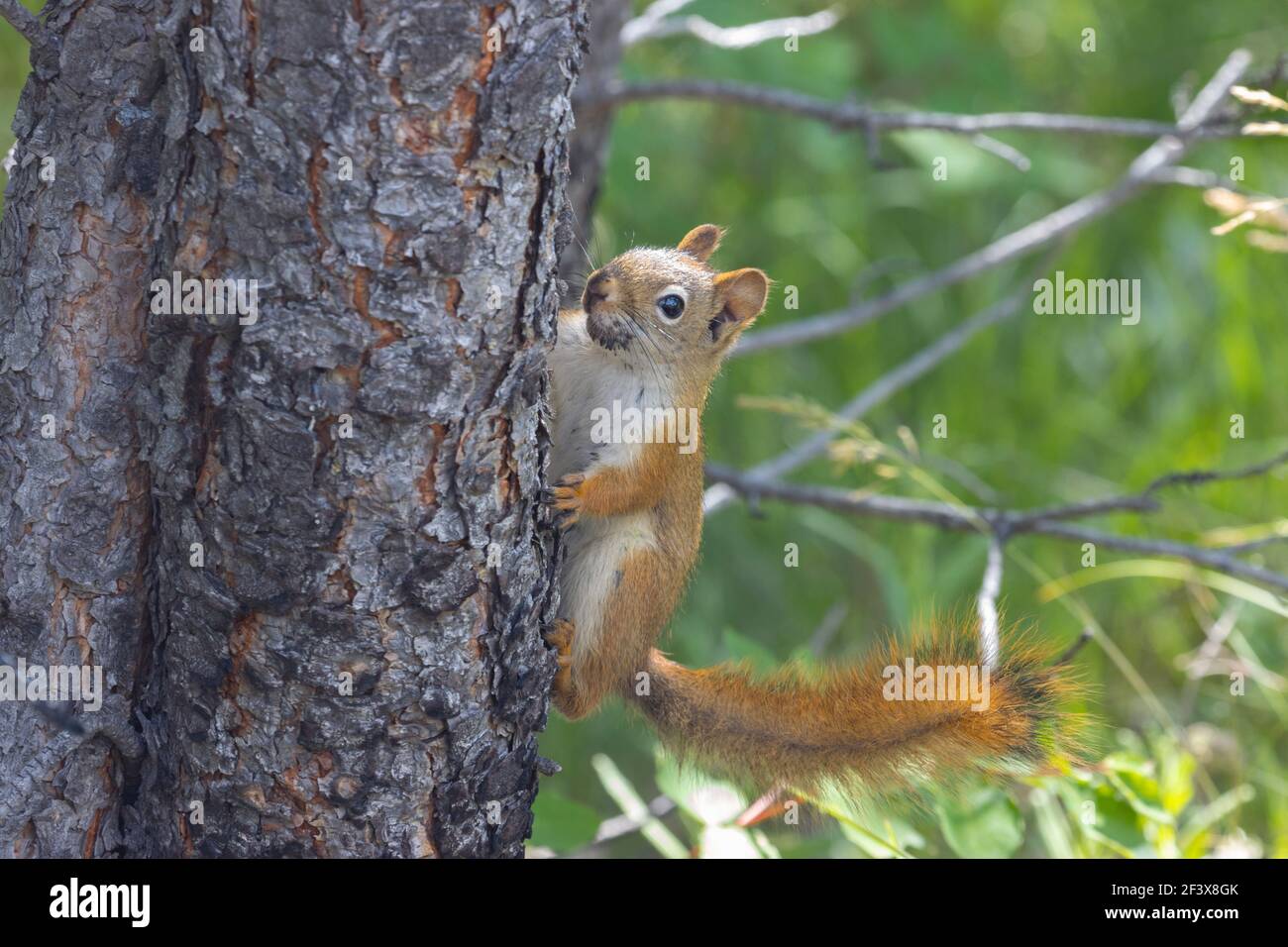 Pine Squirrel - Tamiasciurus hudsonicus dakotensis 28th. Juni 2020 Custer State Park, South Dakota Stockfoto