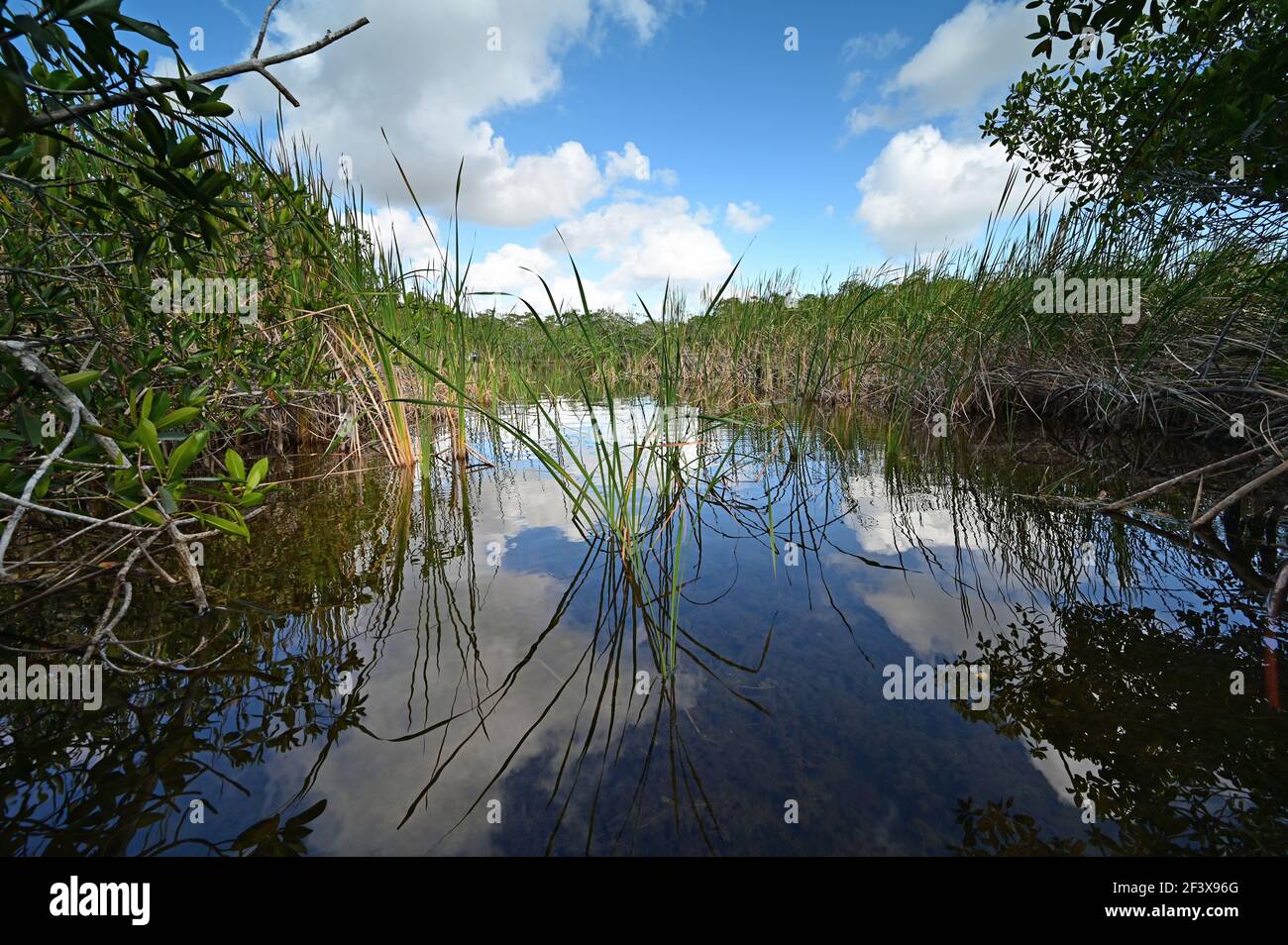 Blick vom Kajak aus auf den Nine Mile Pond im Everglades NP. Stockfoto