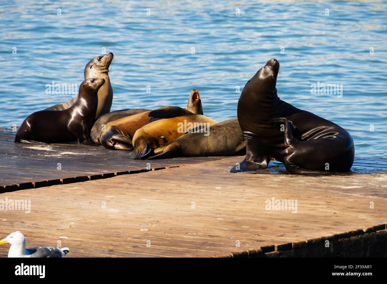 California Sealions, California Zalophus, am Pier 39, San Francisco, Kalifornien, Vereinigte Staaten von Amerika Stockfoto