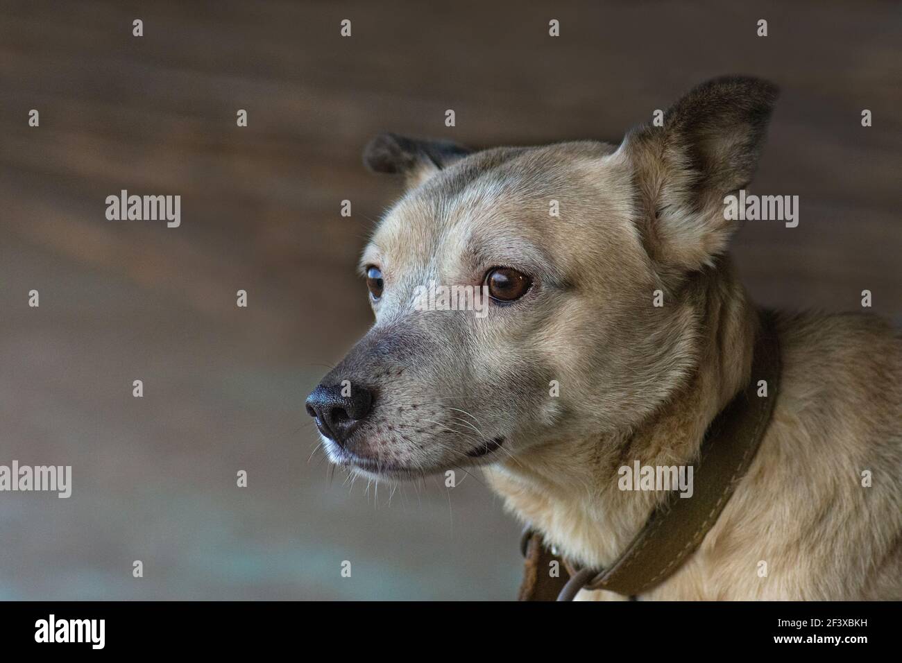 Mongrel Hund neugierig suchen mit riesigen Augen. Attraktives Mongrel Hund  Foto. Netter hellroter und weißer bicolor Hund. Hellrot mit Weiß - eine Art  bicol Stockfotografie - Alamy