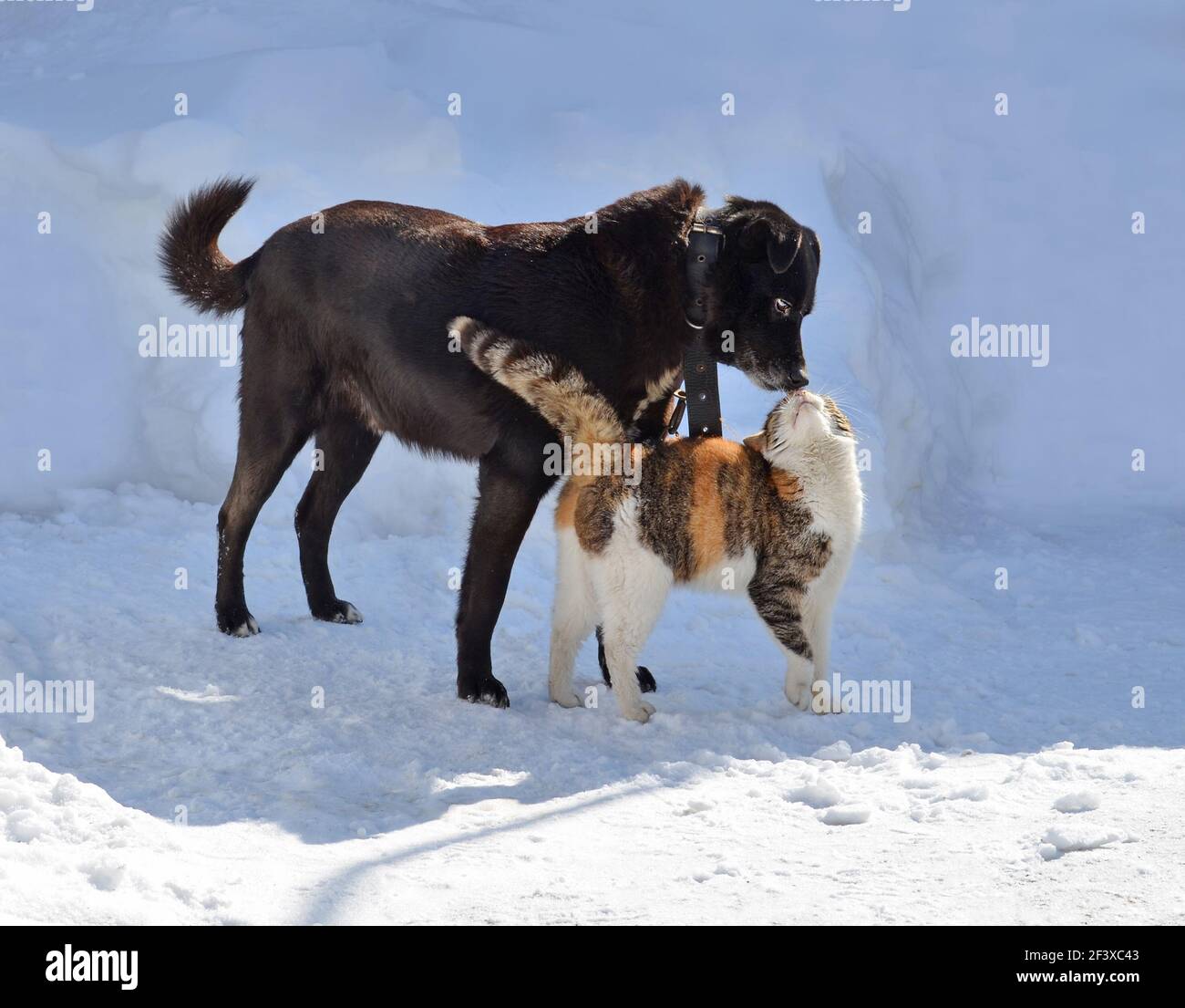Katze und Hund küssen im Winter. Hund und Katze schauen sich an und küssen  sich. Hund und Katze geben Küsse Stockfotografie - Alamy