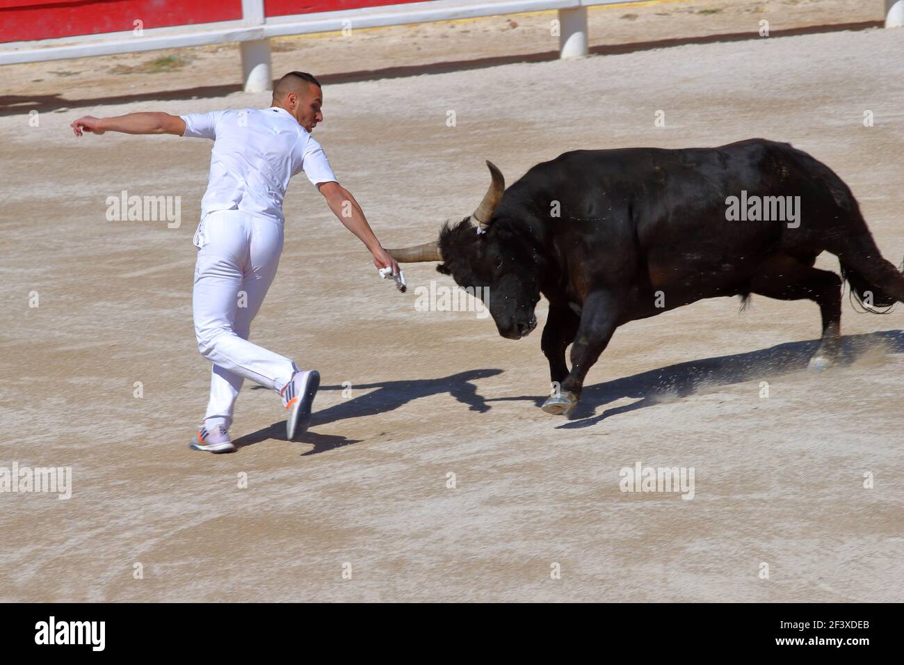 Stierkampf im Camargue-Stil Stockfoto