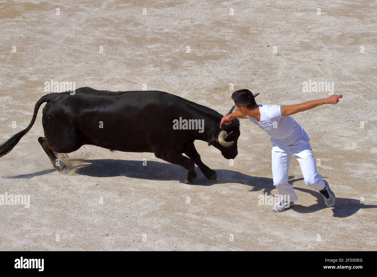 Stierkampf im Camargue-Stil Stockfoto