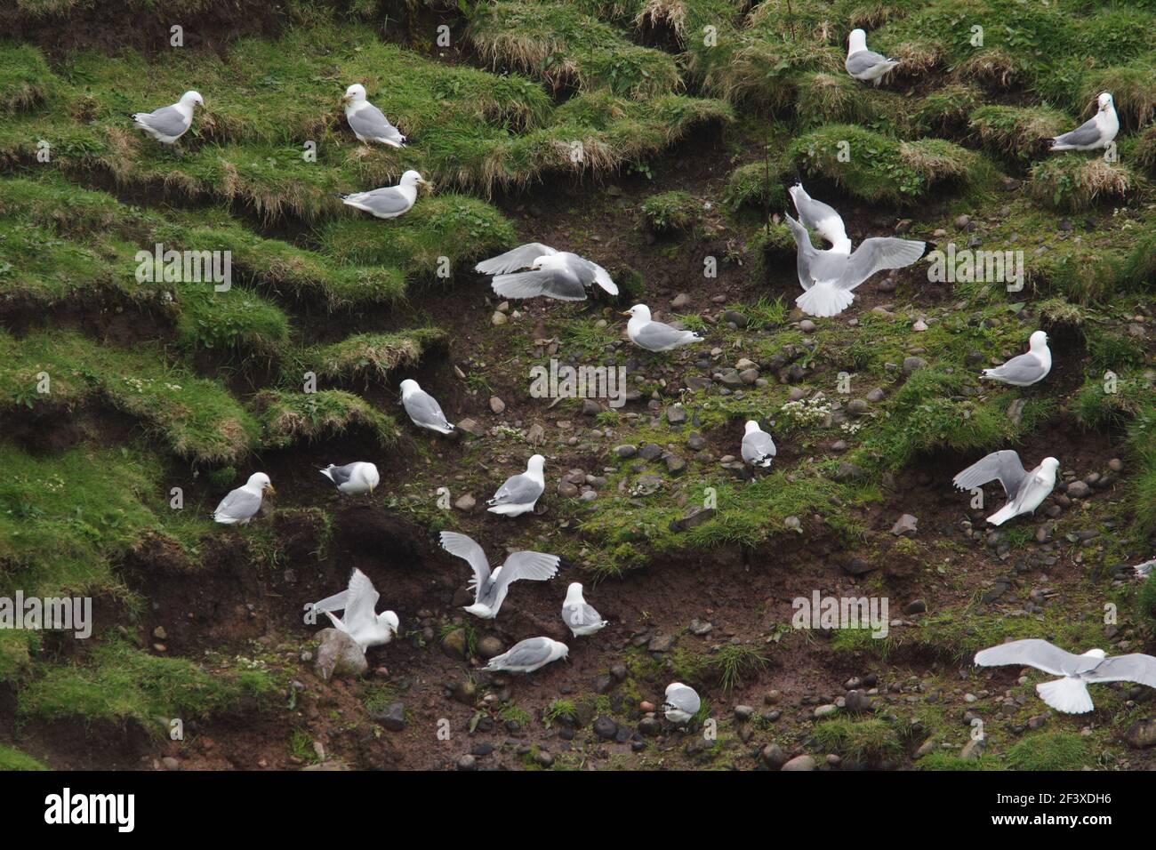 Kittiwake - im FlugLarus tridactyla Fowlsheugh RSPB Reserve Grampian, UK BI010042 Stockfoto