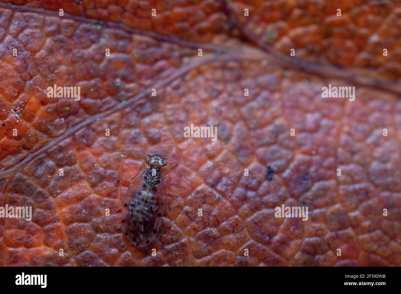 Psocoptera aus der Nähe auf totem Blatt Stockfoto