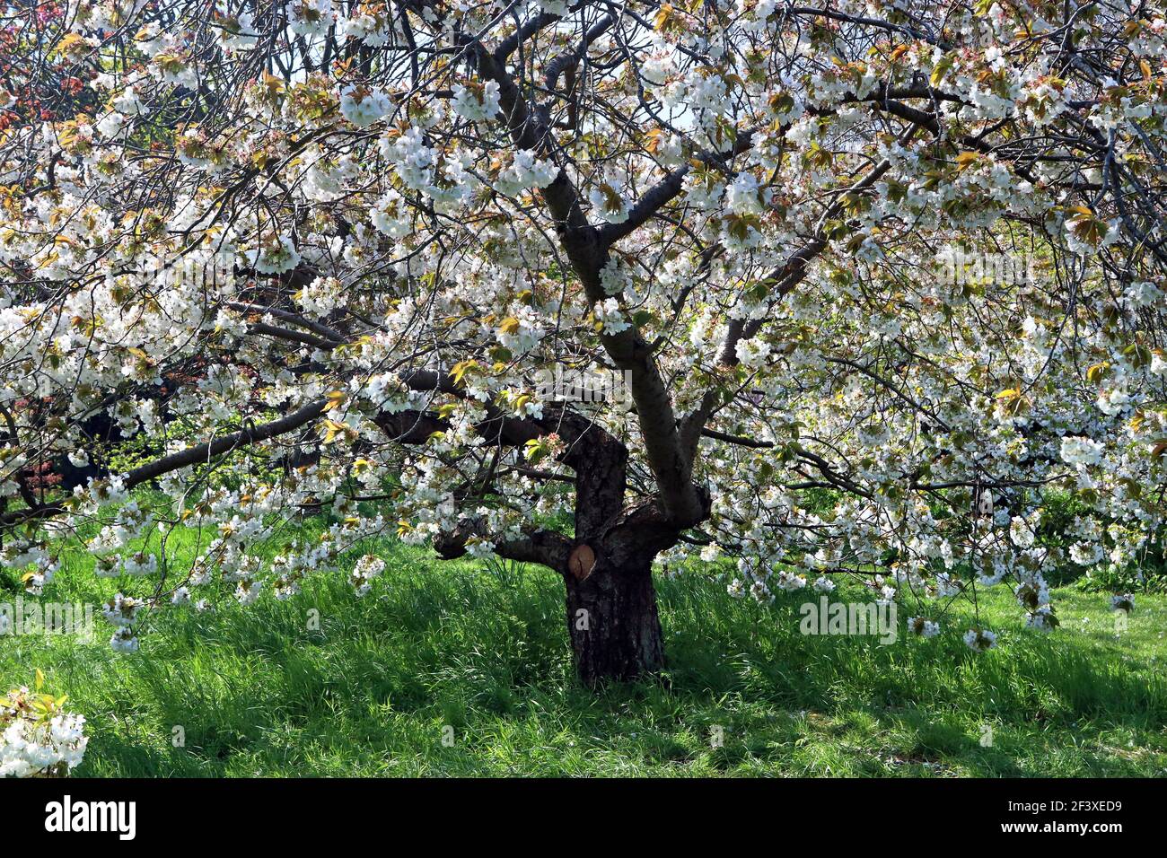 Vollbildaufnahme eines weißen Kirschblütenbaums: prunus avium (Vogelkirsche) Stockfoto