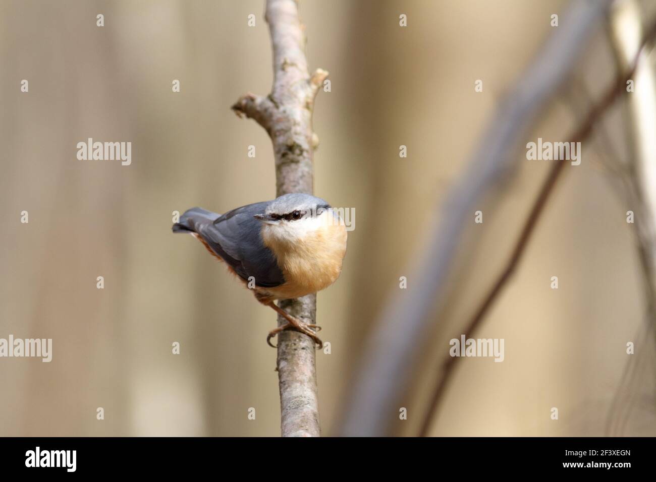 Nuthatch Sitta europaea auf einem Ast sitzend Stockfoto