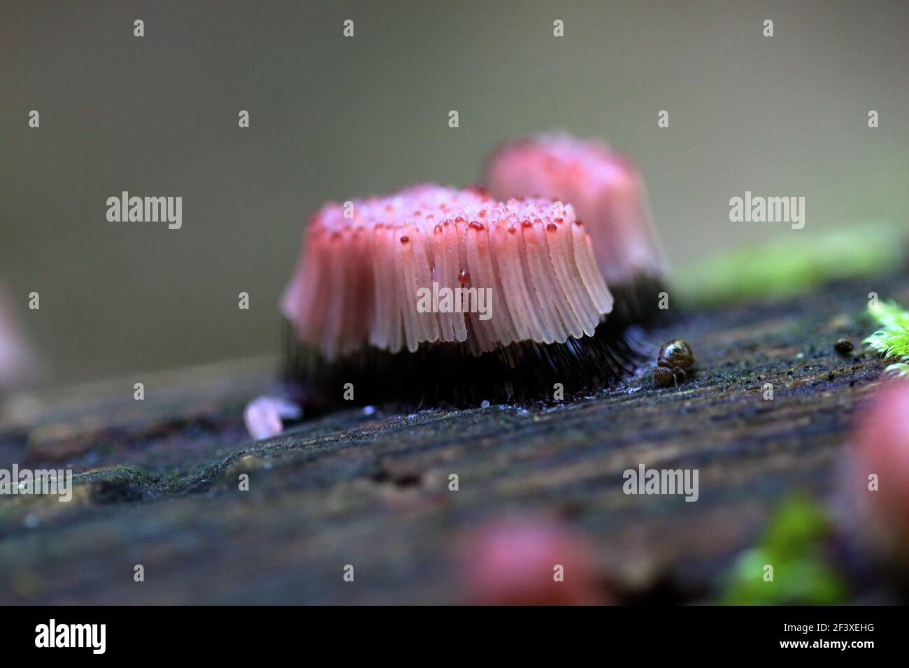 Myxomyceta Schleimform Stemonitis fusca auf Holz Stockfoto