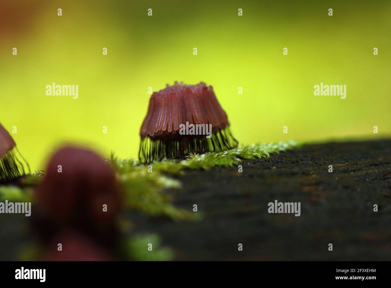 Myxomyceta Schleimform Stemonitis fusca auf Holz Stockfoto