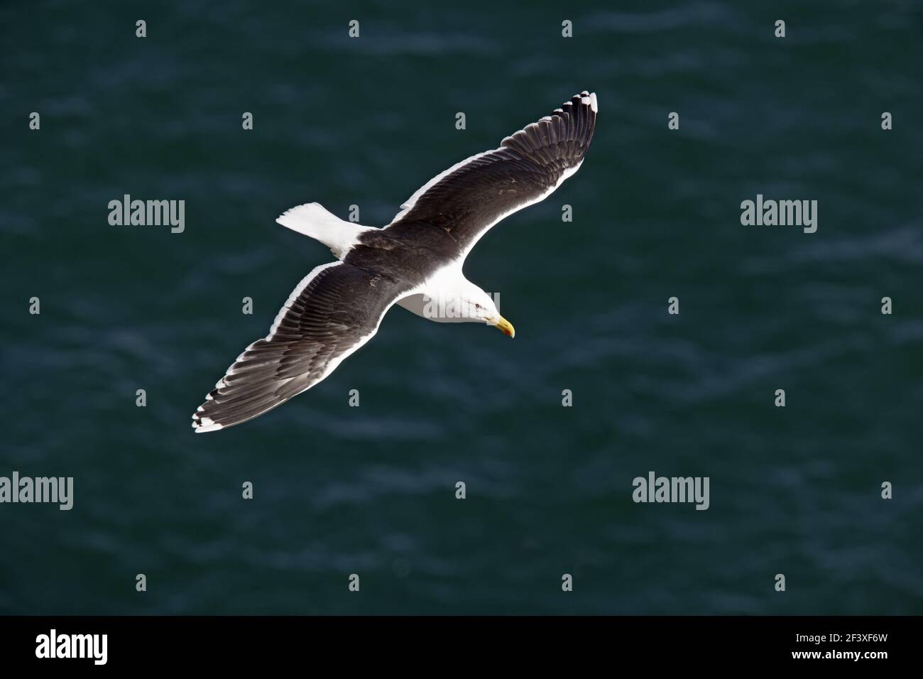 Große Schwarzrückenmöwe - im Flug über dem MeerLarus marinus Fowlsheugh RSPB Reserve Grampian, UK BI010157 Stockfoto