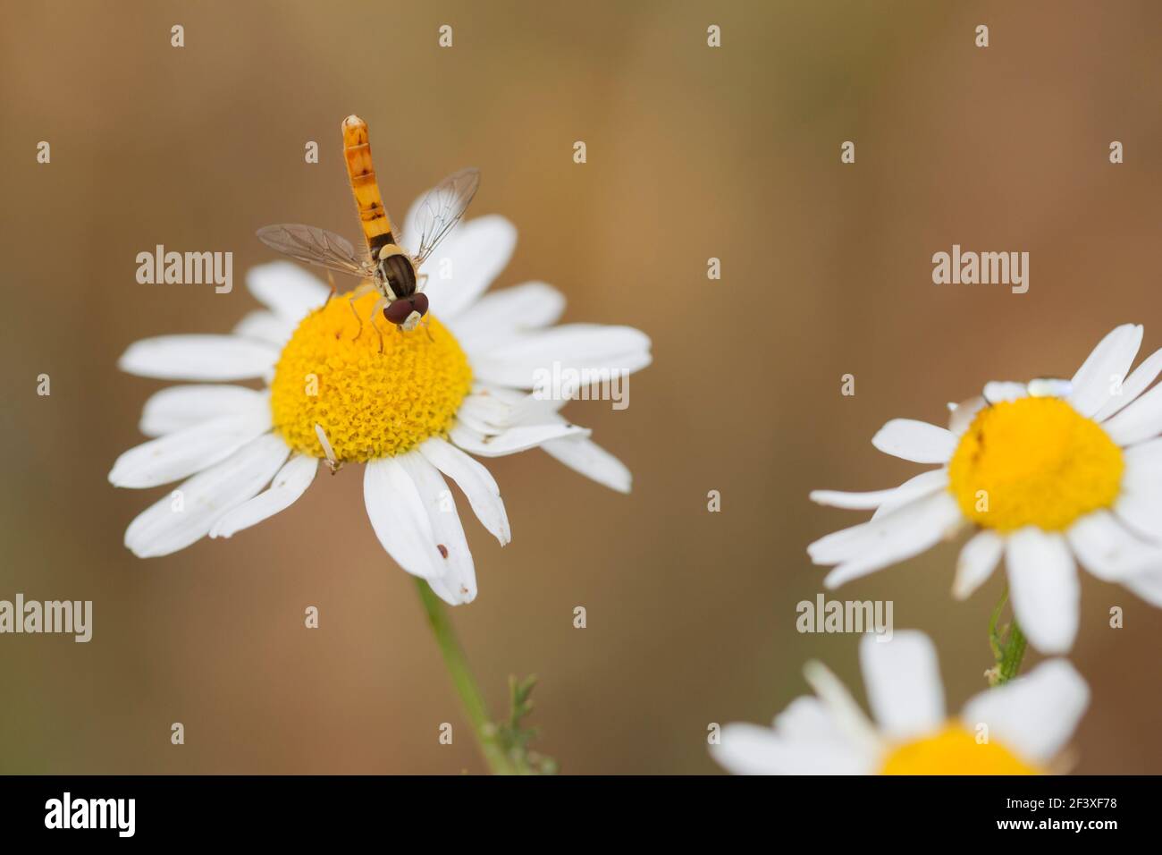 Hoverfly Sphaerophoria scripta auf Blume Stockfoto