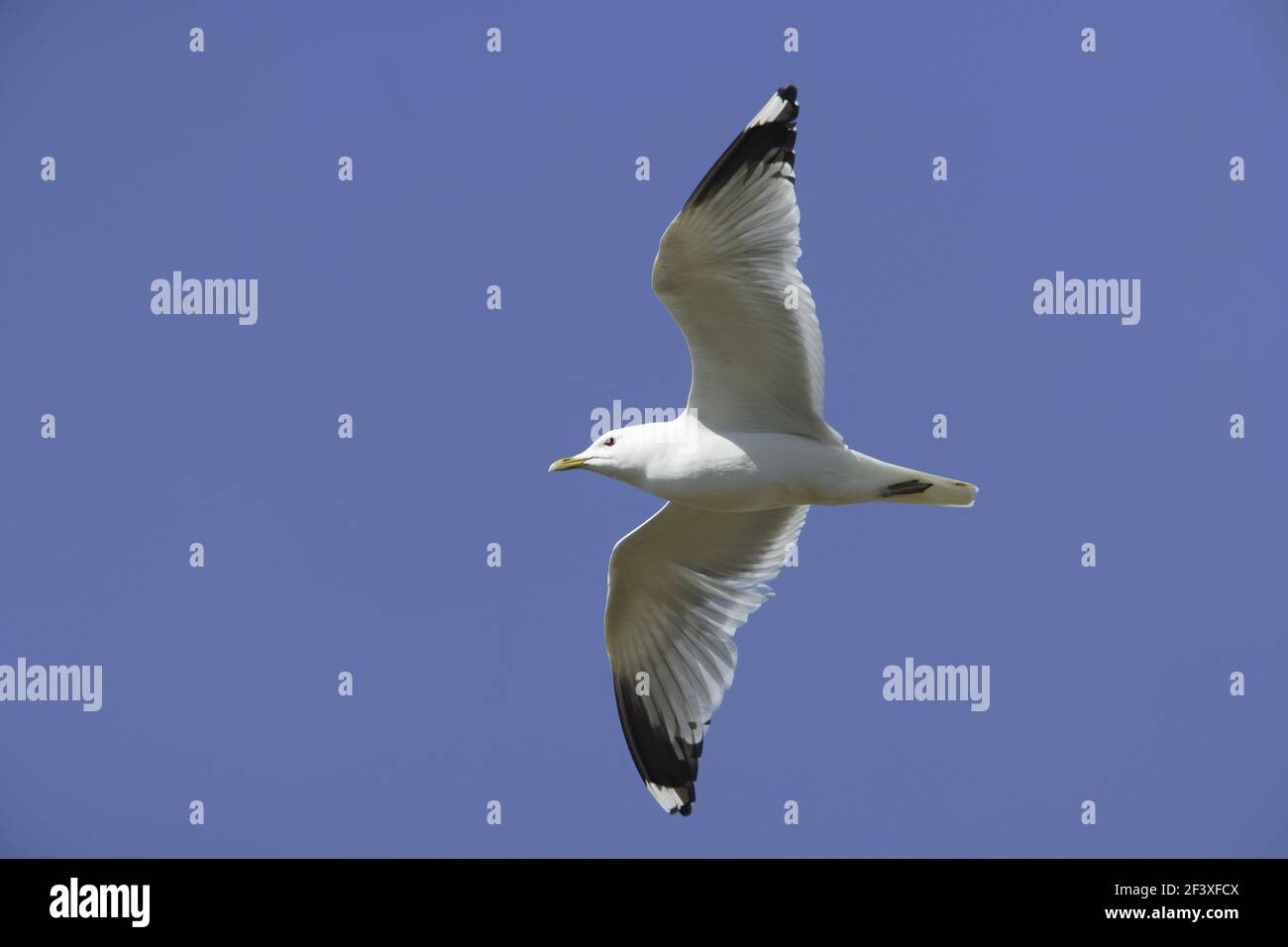 Gemeine Möwe - im FlugLarus canus Yell Shetland, UK BI010361 Stockfoto