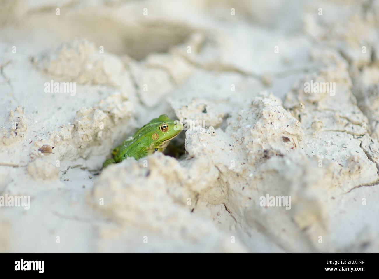 Gewöhnlicher grüner Frosch, der im Frühling in weißem medizinischen Ton sitzt. Wunderschöne Tierwelt. Stockfoto