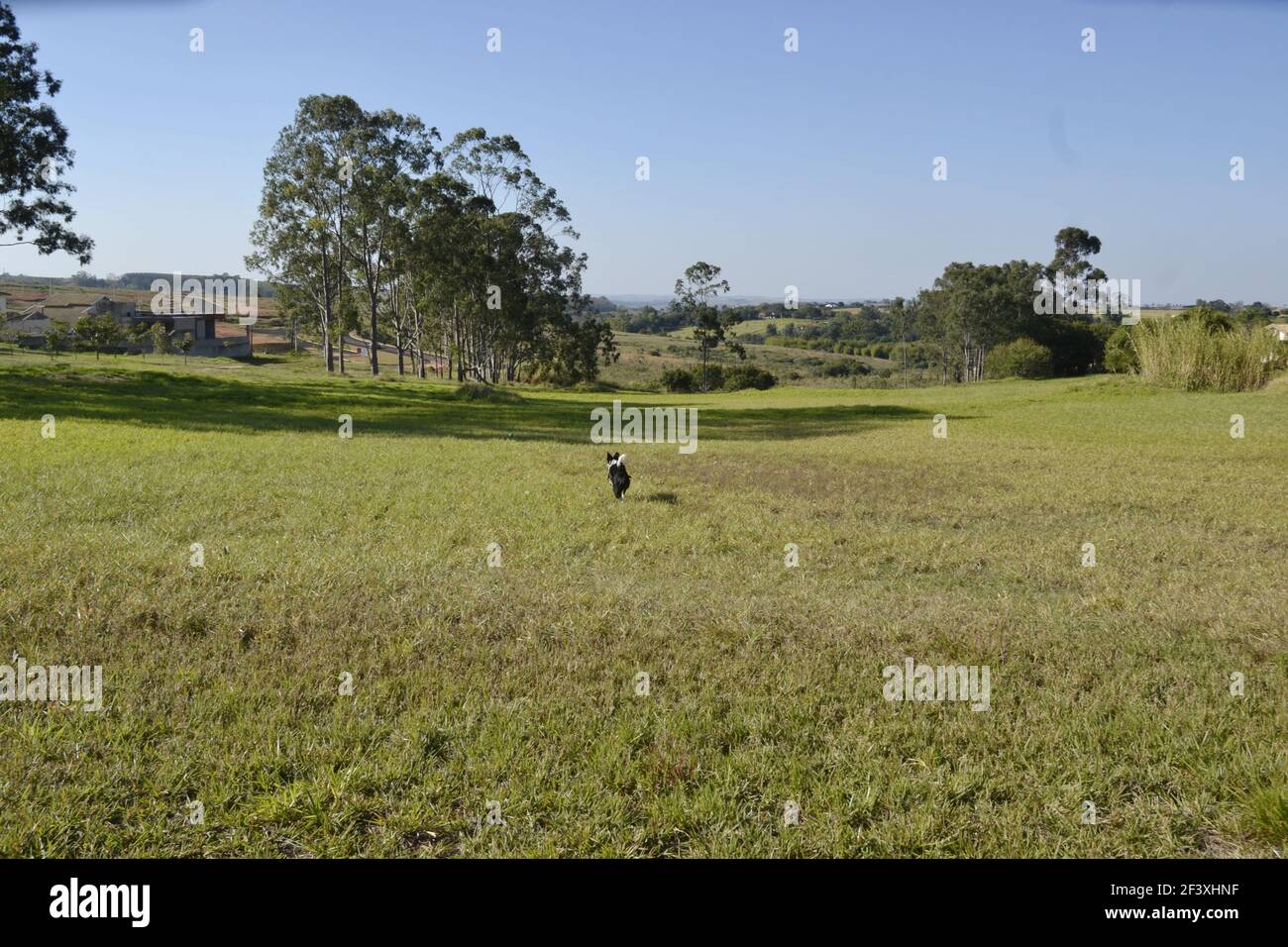 Border Collie. Hund spielt läuft nach farbigen Plastikball auf Rasen im Stadtpark in Brasilien, Südamerika, Rückansicht in Panoramablick Stockfoto