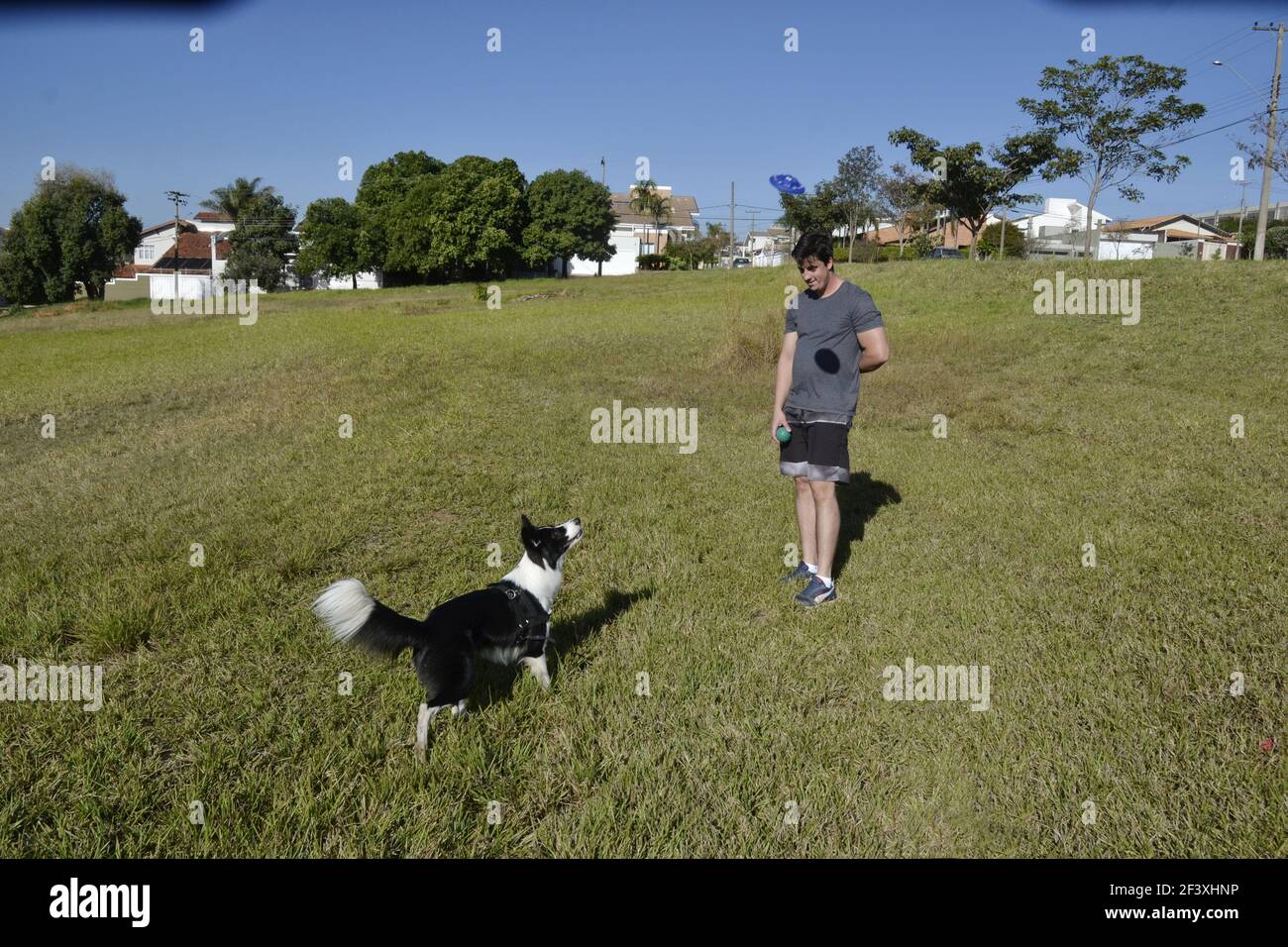 MARILIA, BRASILIEN, SÜDAMERIKA, AUGUST 02, 2020. Border Collie. Hund spielt mit seinem Besitzer frisbie spielen und Kunststoff-Ball auf Rasen im Stadtpark in der Stockfoto