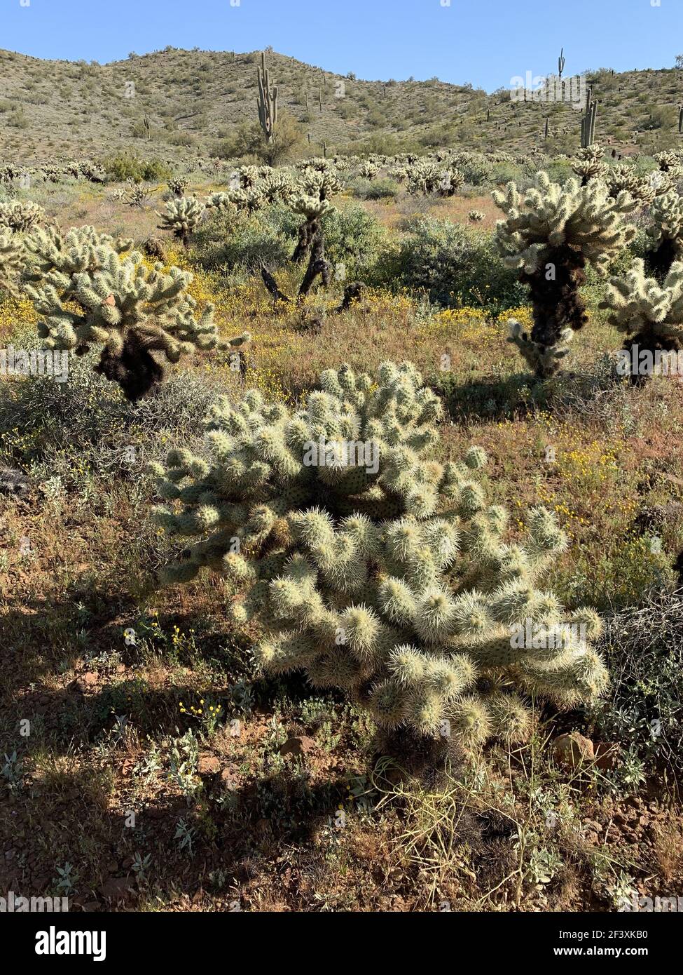 Eine vertikale Aufnahme der Sonoran Wüste mit Teddybären Kaktus in einem Naturschutzgebiet in Phoenix, Arizona Stockfoto