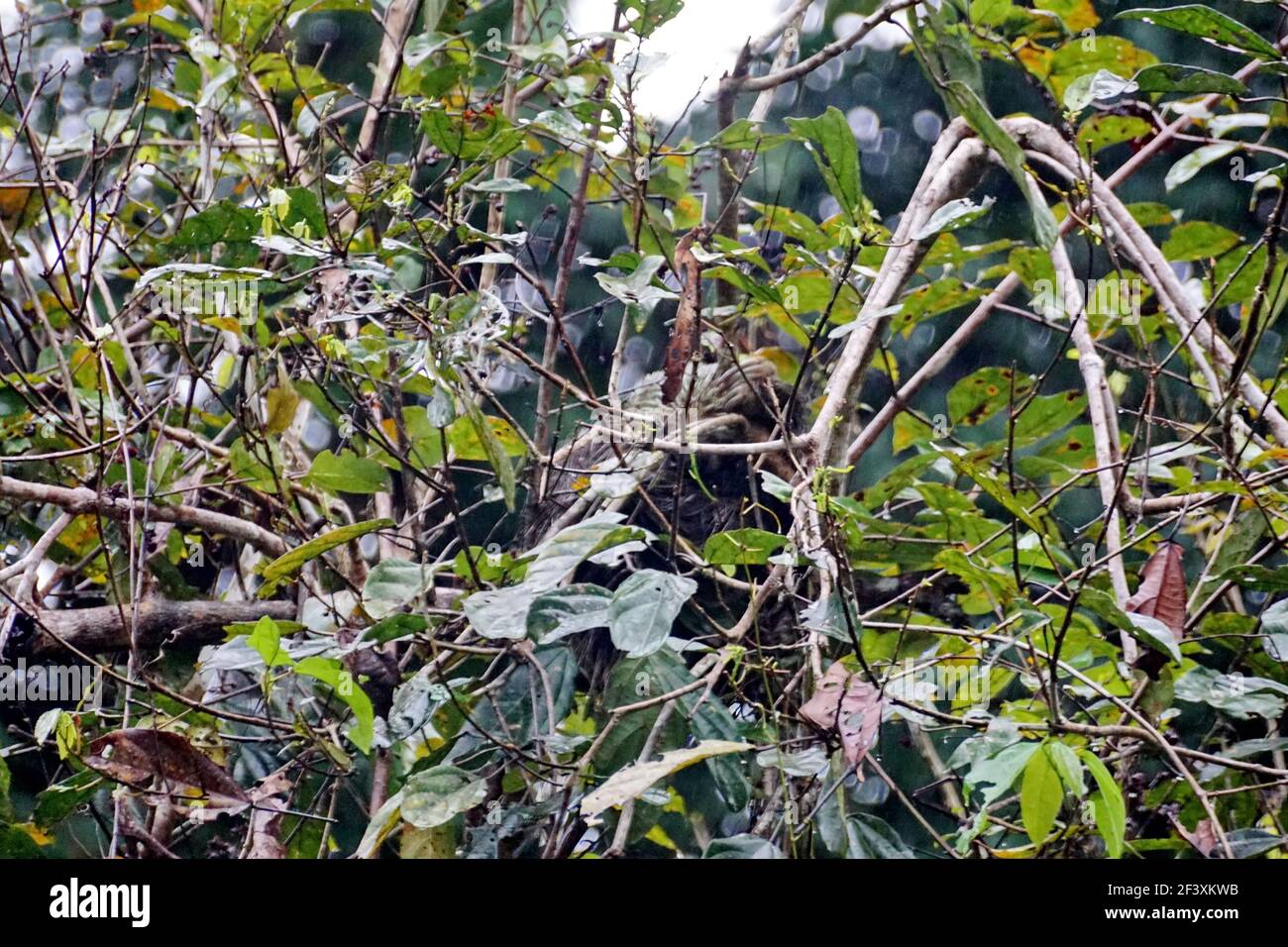 Faultier in einem Baum im Cuyabeno Wildlife Reserve außerhalb des Lago Agrio, Ecuador Stockfoto