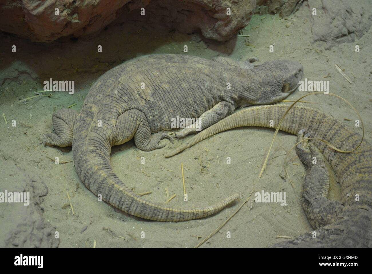 Sehr großes Reptil oder leguan auf dem Boden mit einem Großer Schwanz Stockfoto