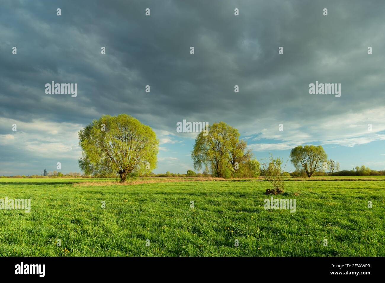 Bäume auf einer grünen Wiese und dem grauen Himmel, Nowiny, Polen Stockfoto
