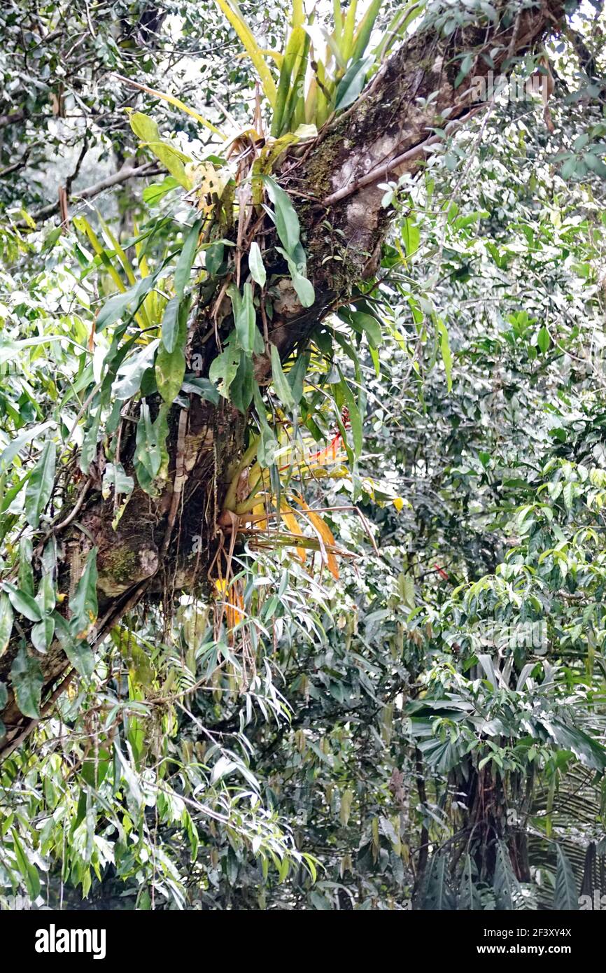 Bromelien in einem Baum im Cuyabeno Wildlife Reserve außerhalb des Lago Agrio, Ecuador Stockfoto