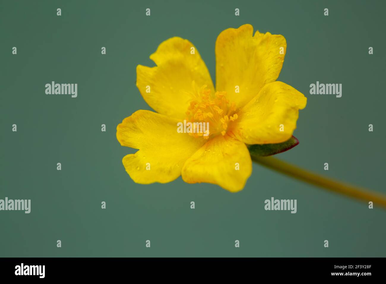 Makroaufnahme der gelben Wildblume. Stockfoto