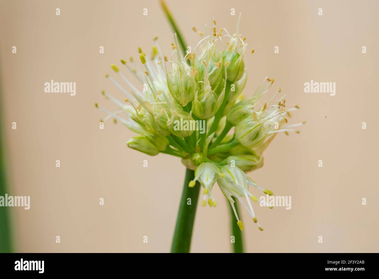 Weiße blühende Zwiebel - Allium obliquum (Alliaceae) Stockfoto