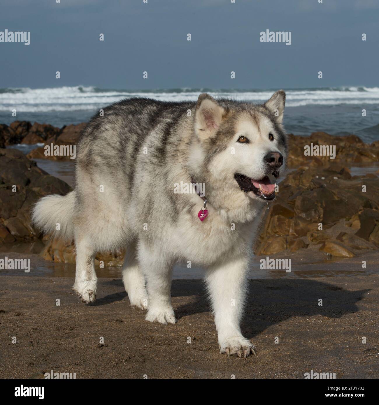Alaskan Malamute Hund Stockfoto