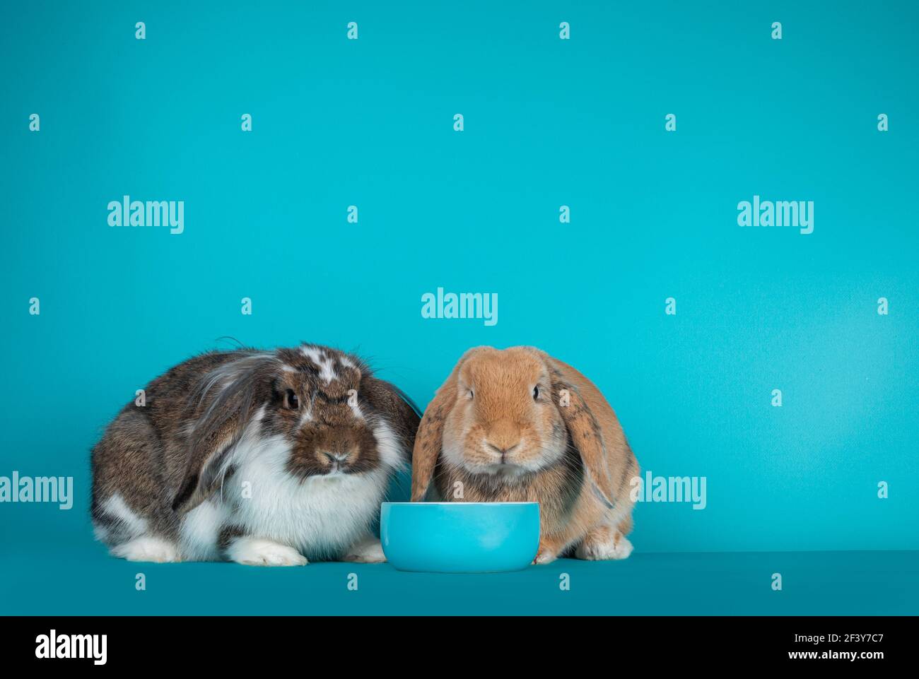 Keinohrhasen -Fotos und -Bildmaterial in hoher Auflösung – Alamy