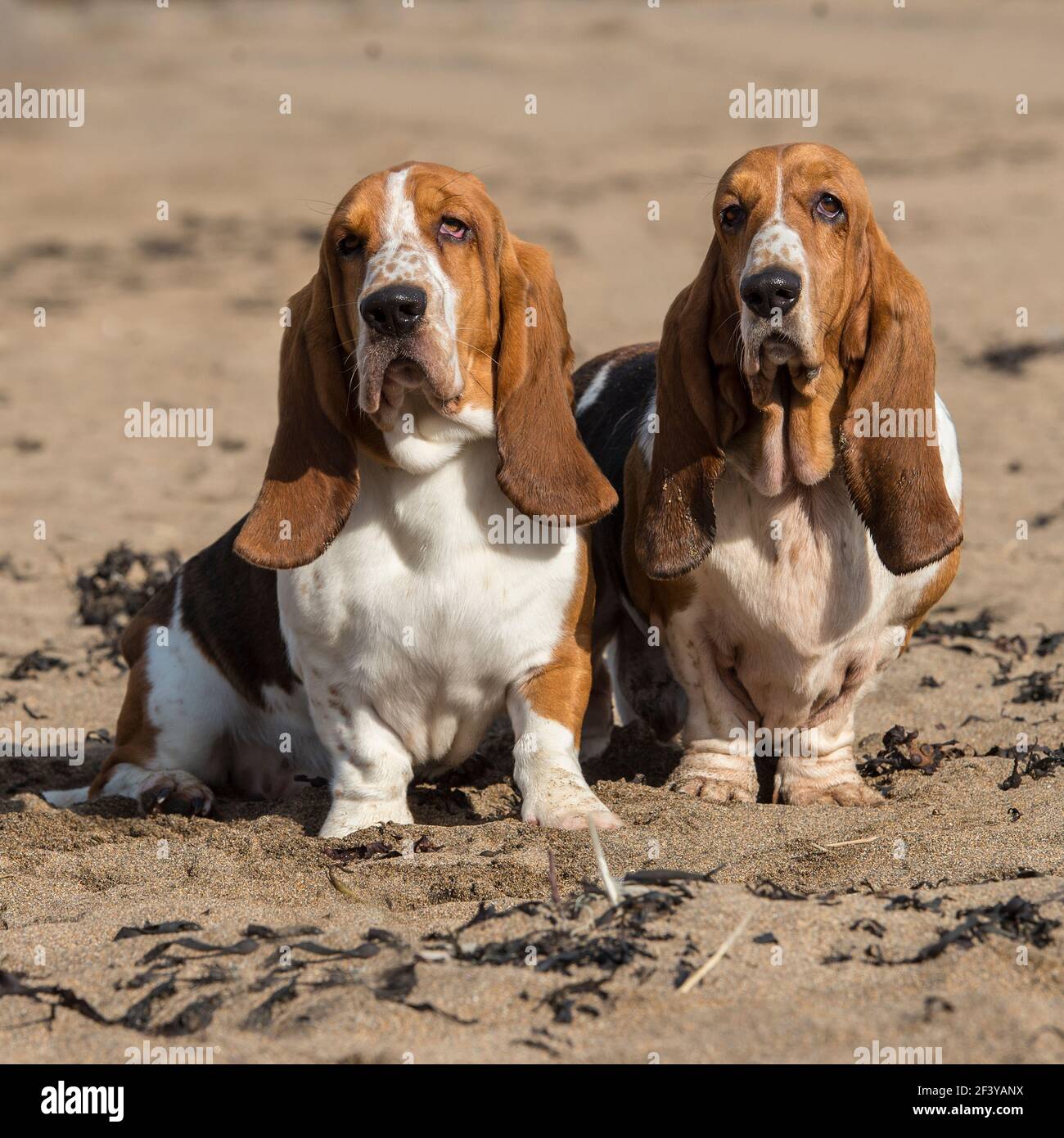 Zwei Hunde mit Hund Stockfoto