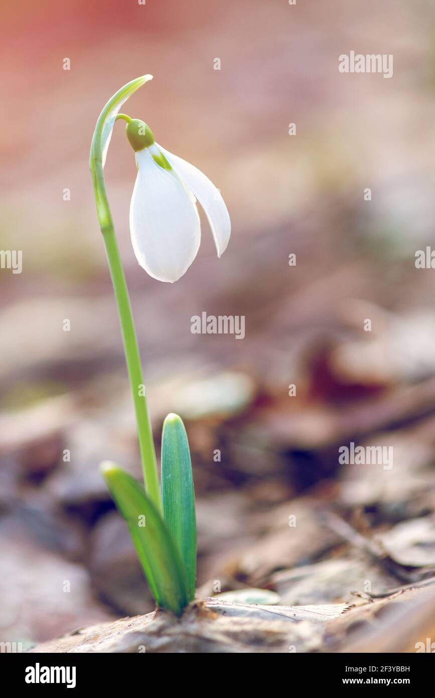 Schneeglöckchen oder gemeinsamen Schneeglöckchen (Galanthus nivalis) Blumen Stockfoto