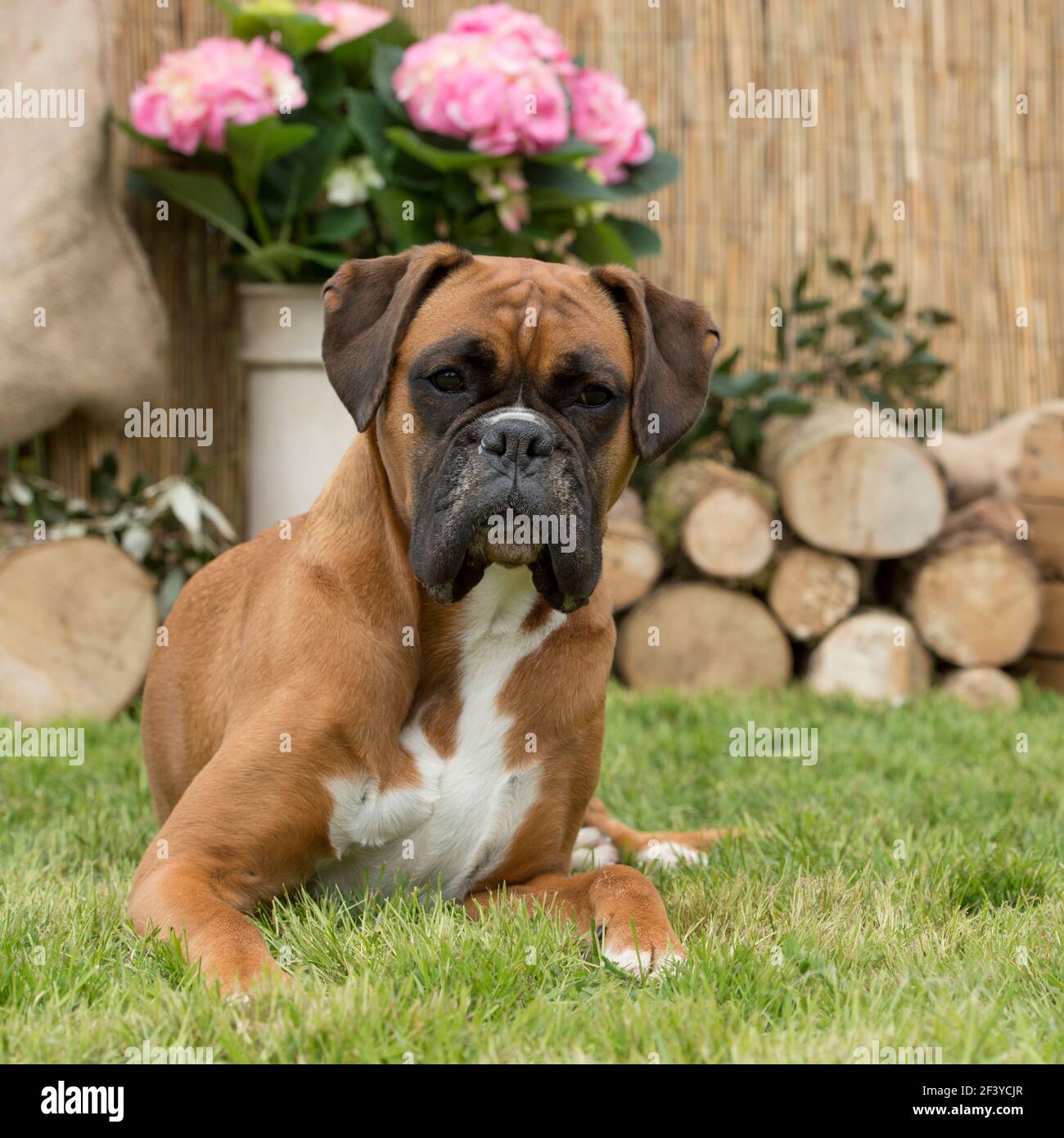 Boxer Hund Stockfoto