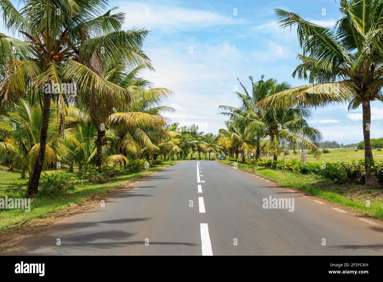 Kokospalmen entlang der Hauptstraße im Süden der republik Mauritius. Stockfoto